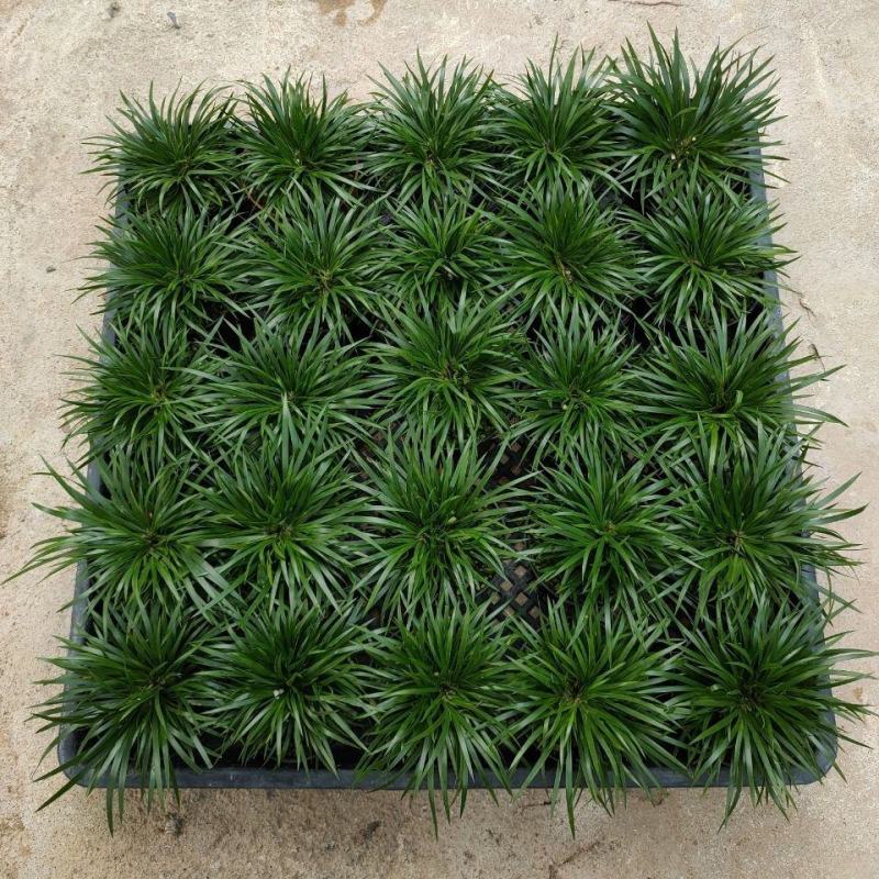 菖蒲盆景家居镇宅盆栽山水造景盆栽菖蒲苗苔藓球可爱室内客厅