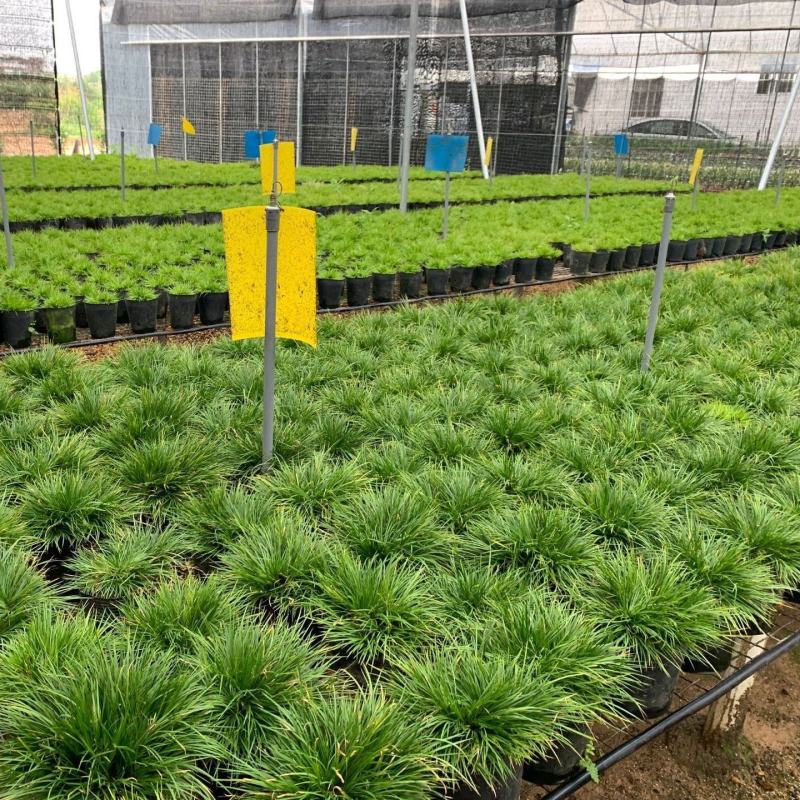 菖蒲盆景家居镇宅盆栽山水造景盆栽菖蒲苗苔藓球可爱室内客厅