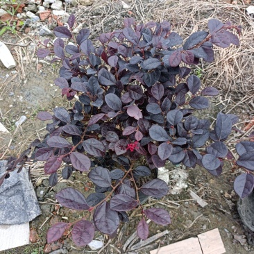 红继木红继木便宜到不能再便宜的红继木
