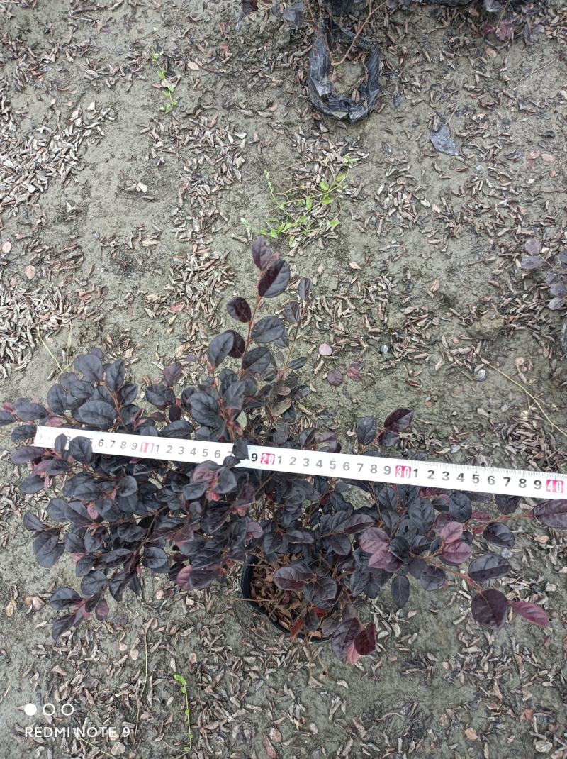 红继木红继木便宜到不能再便宜的红继木