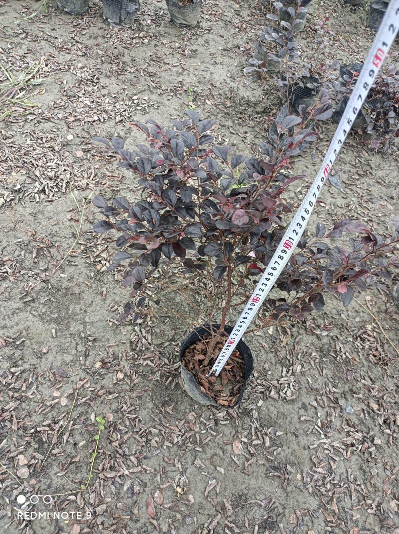 红继木红继木便宜到不能再便宜的红继木