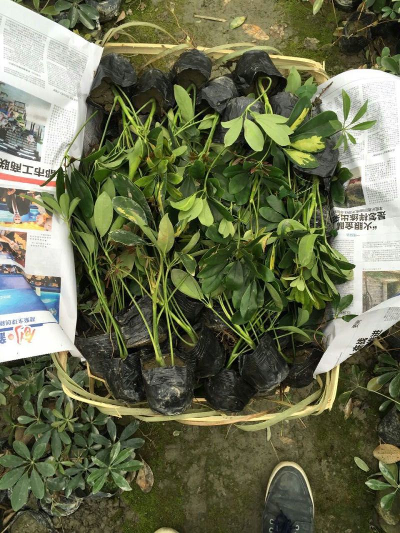 鸭脚木招财树鹅掌木货好价优
