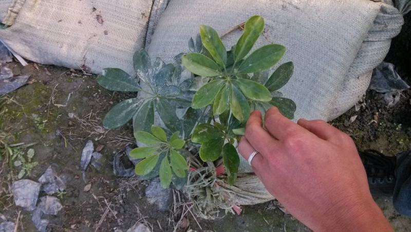 鸭脚木招财树鹅掌木货好价优