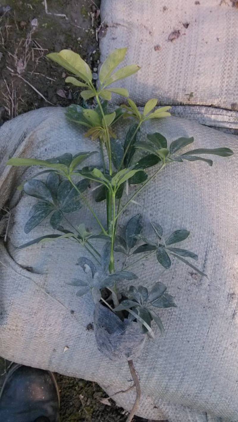 鸭脚木招财树鹅掌木货好价优
