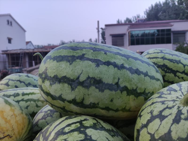 河南周口扶沟县尚村岗精品花长瓜，保质保量，欢迎前来咨询