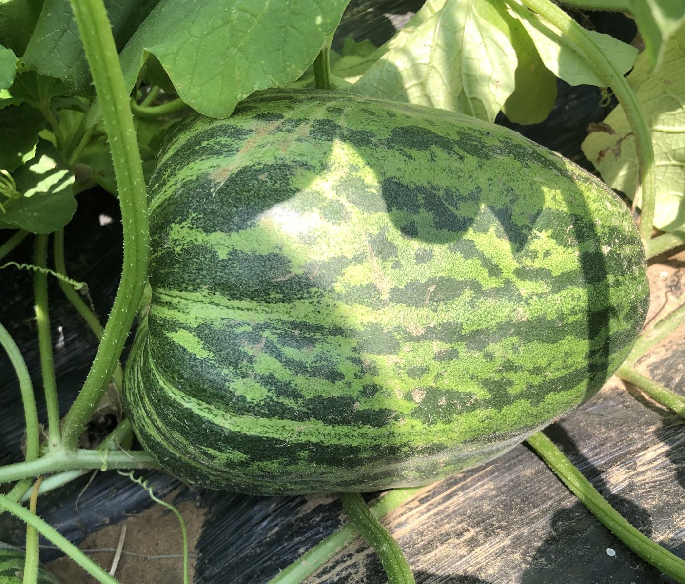 一张高清的博洋甜瓜特写图,展示其淡绿色外皮与浅黄色条纹 博洋甜瓜特写