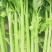 西芹苗法国皇后当天拔苗当天发货，保证质量数量，包后期管理