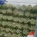 西芹苗法国皇后当天拔苗当天发货，保证质量数量，包后期管理