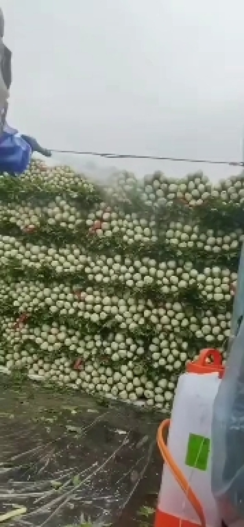 西芹苗法国皇后当天拔苗当天发货，保证质量数量，包后期管理
