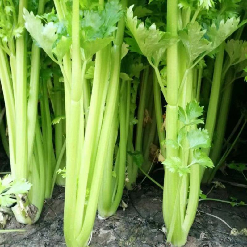 西芹苗法国皇后当天拔苗当天发货，保证质量数量，包后期管理
