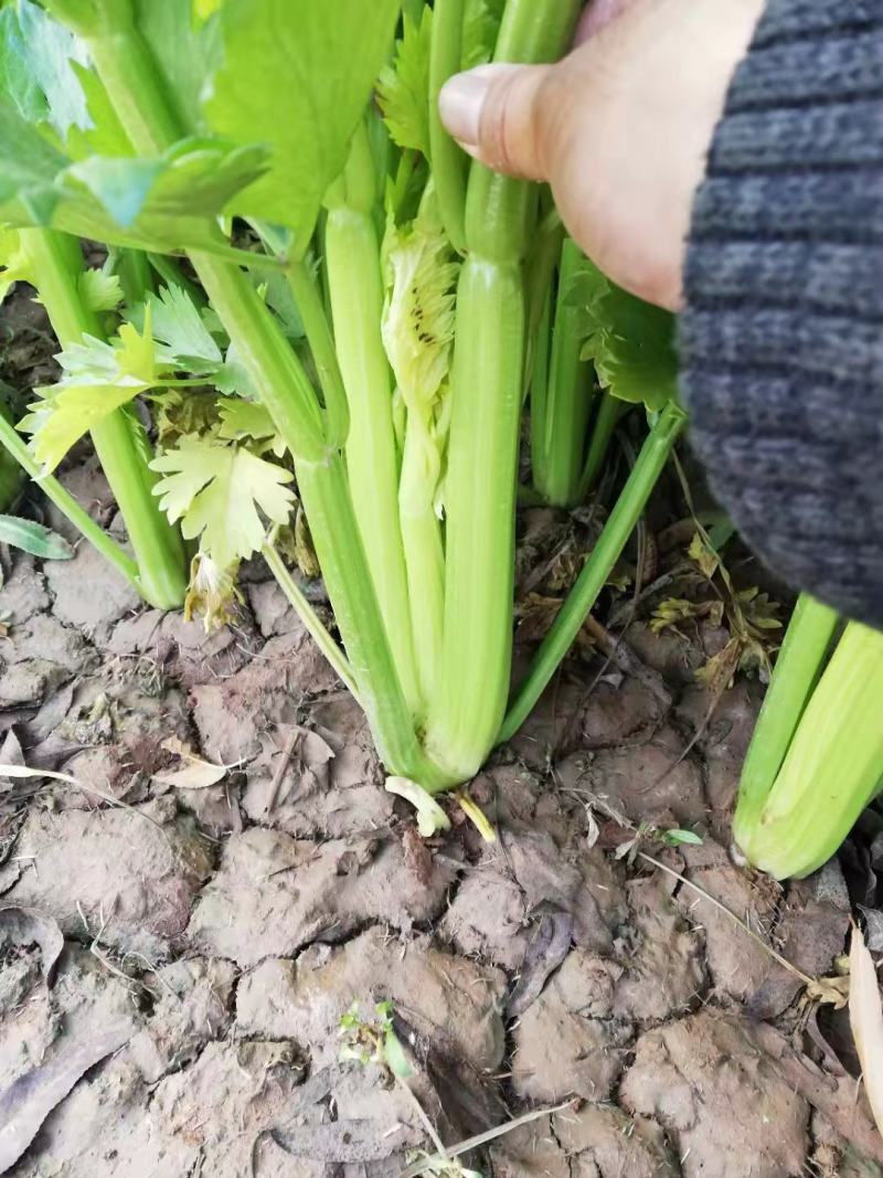 西芹苗法国皇后当天拔苗当天发货，保证质量数量，包后期管理