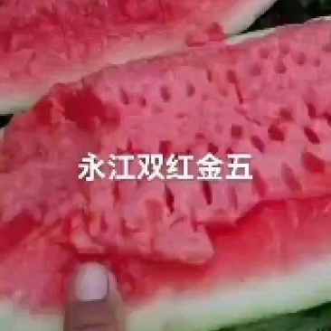 【优选西瓜】绿冠西瓜西农8号个大味甜一手货源价格可谈