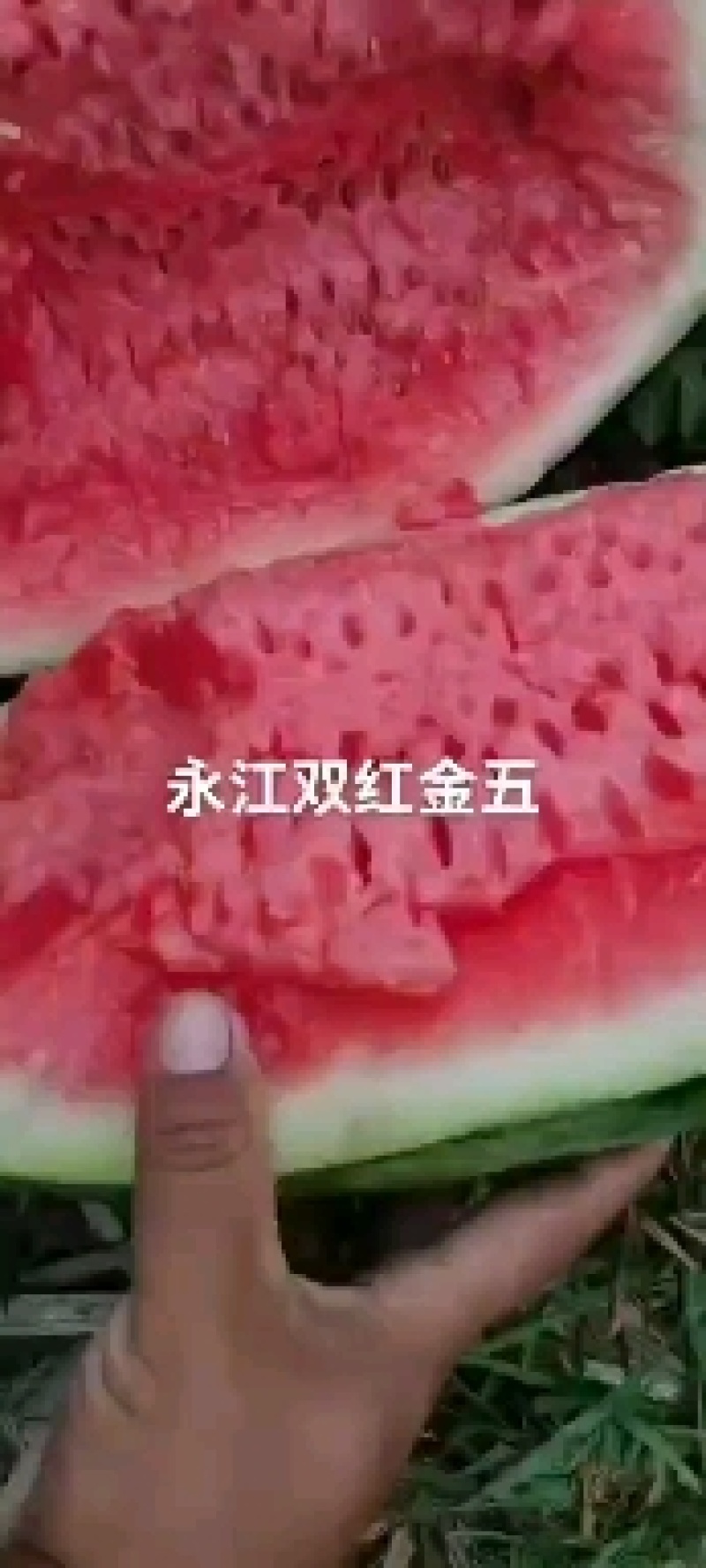 【优选西瓜】绿冠西瓜西农8号个大味甜一手货源价格可谈