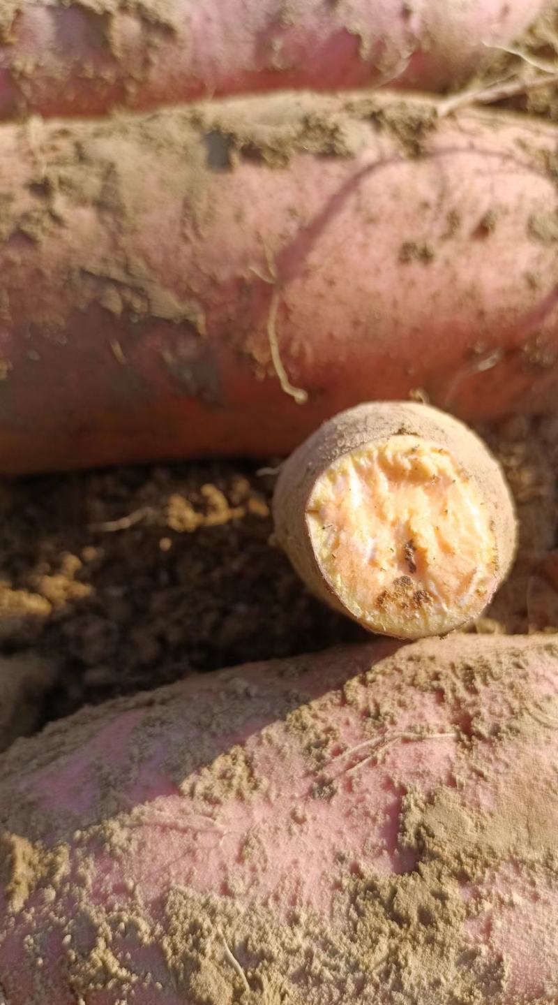 河北千亩基地龙薯九大量上市中！支持这种包装，质量保证！