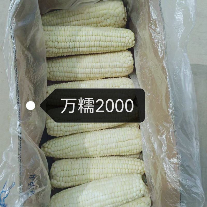 粘玉米上市产地直销无虫眼无烂头大小合适全国代发