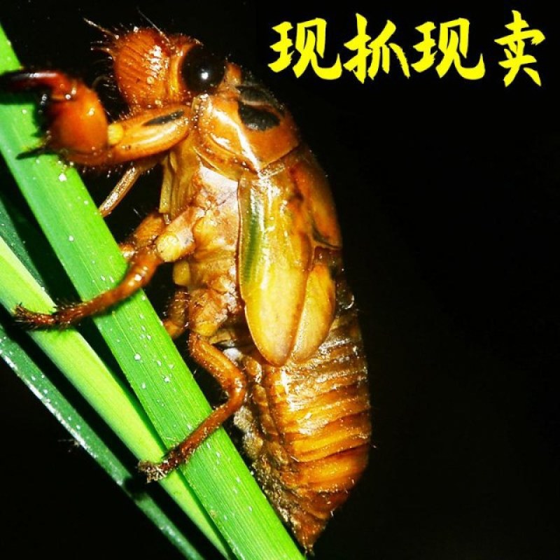 树林纯野生金蝉，知了猴，结了鬼大量供应商超酒店电商