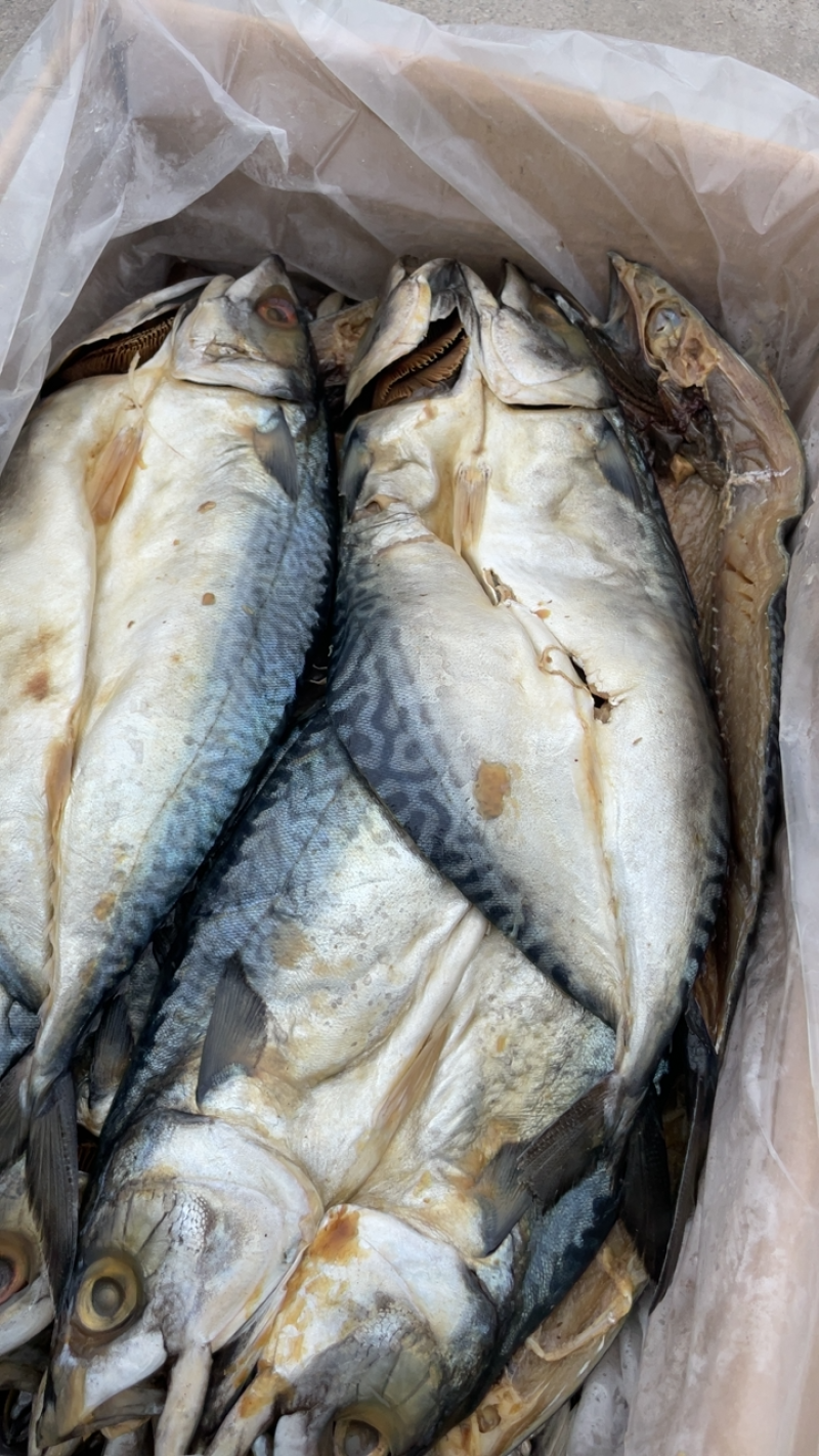 山东咸鱼鲐鲅片不是鲜冻腌渍半干咸鱼劲道咸鲜