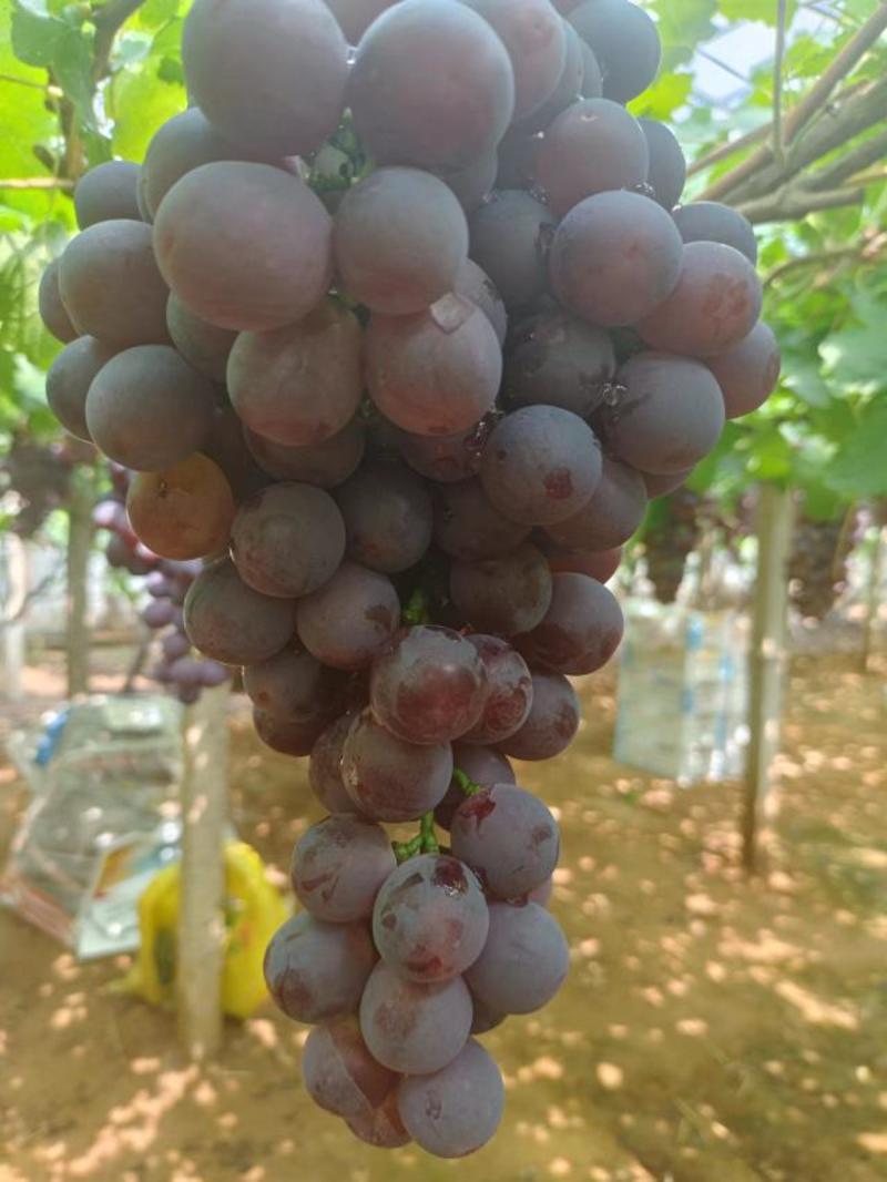 河北省昌黎县产地红提葡萄大量上市口感品质非常好