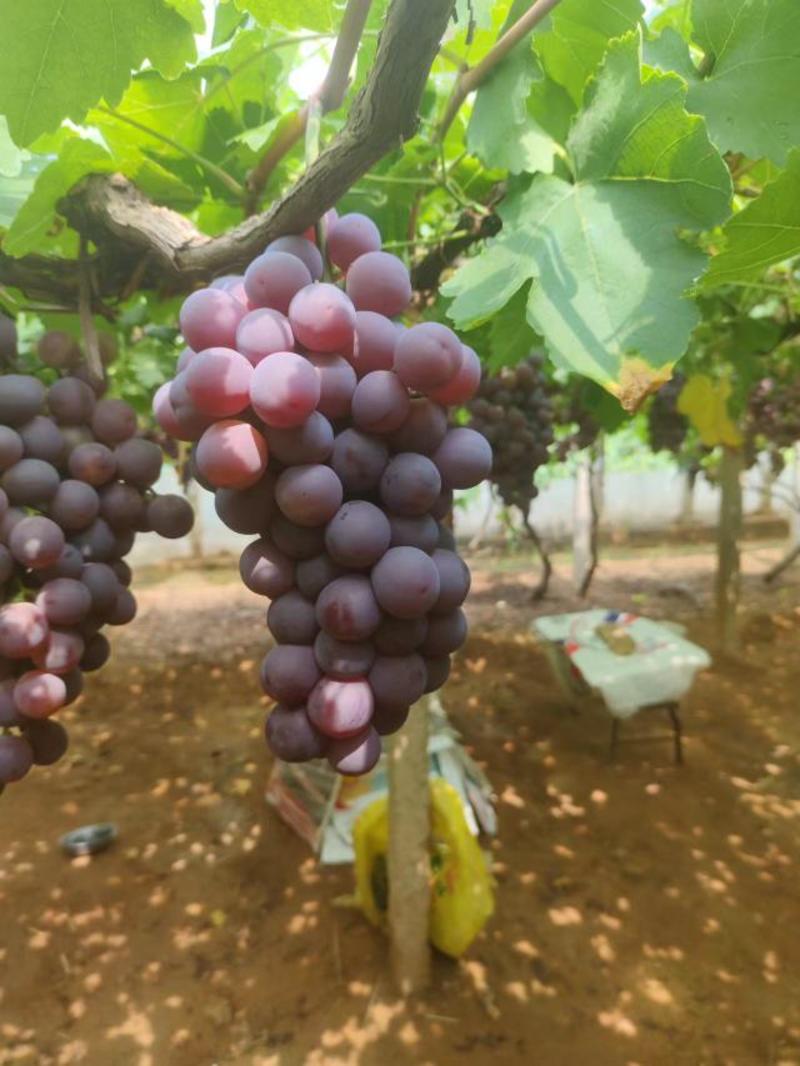 河北省昌黎县产地红提葡萄大量上市口感品质非常好