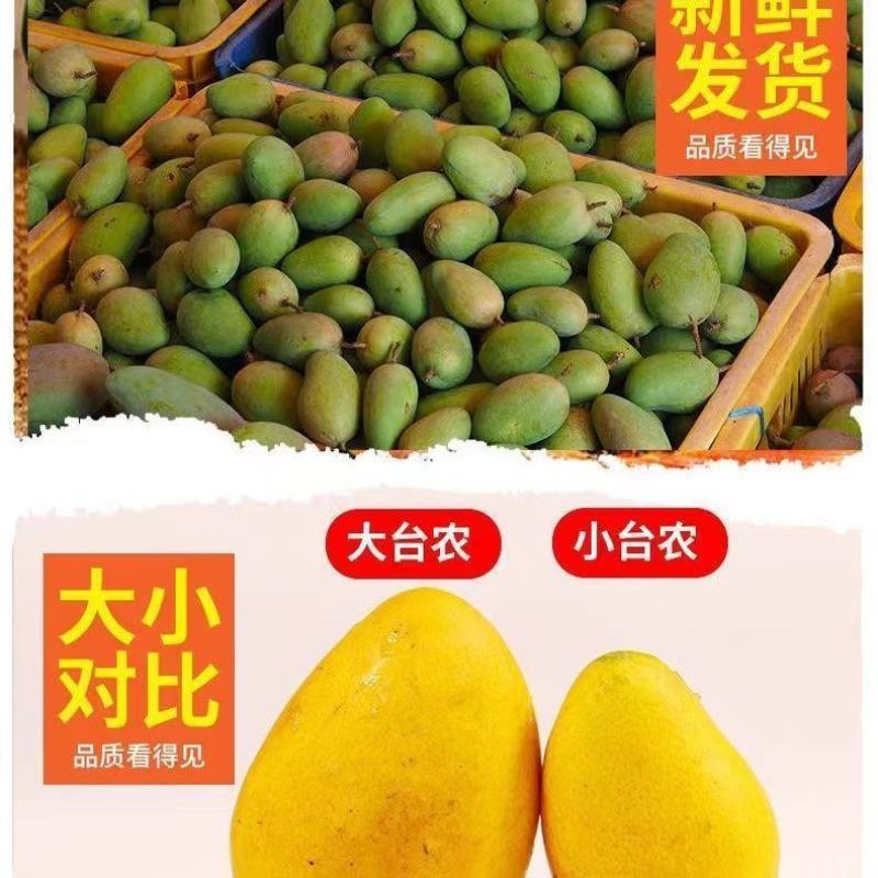 [一件代发]精选小台芒果当季小台农树上熟新鲜采摘果园直发
