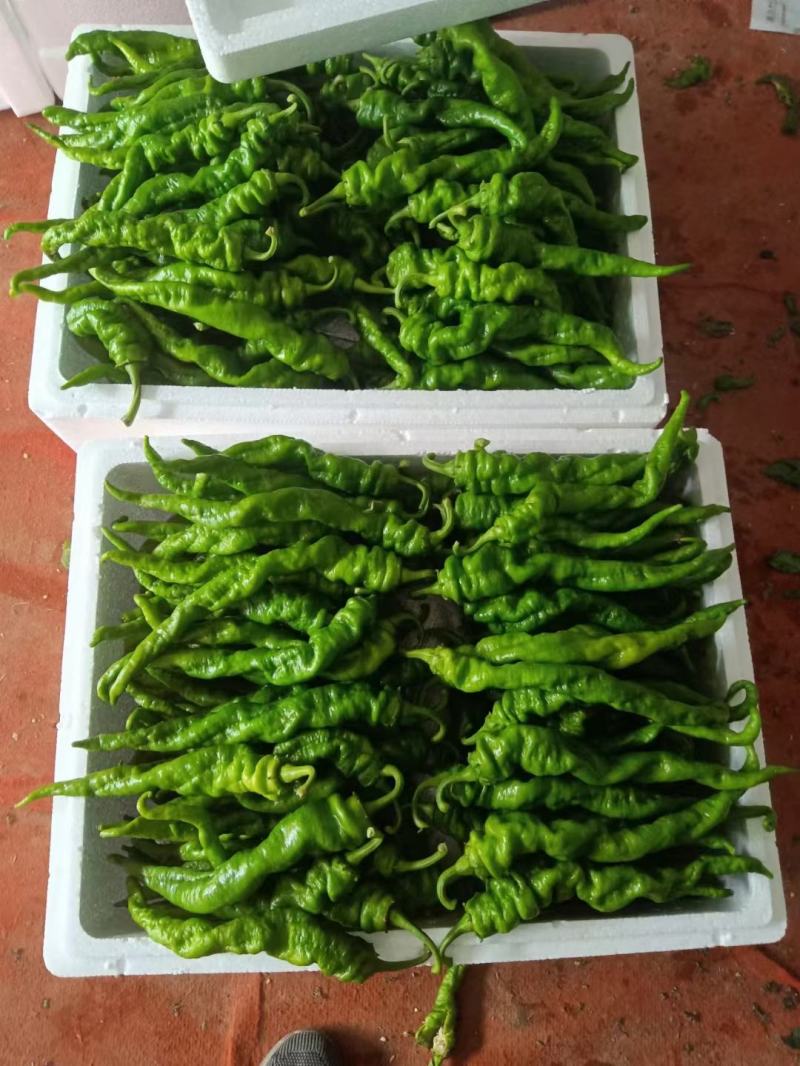 鲜辣椒