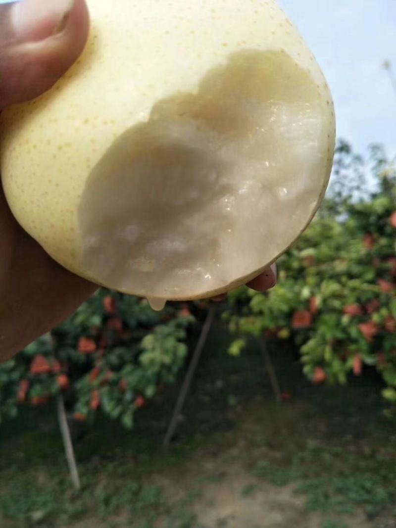 黄金梨新鲜上市，果农直销，欢迎来购