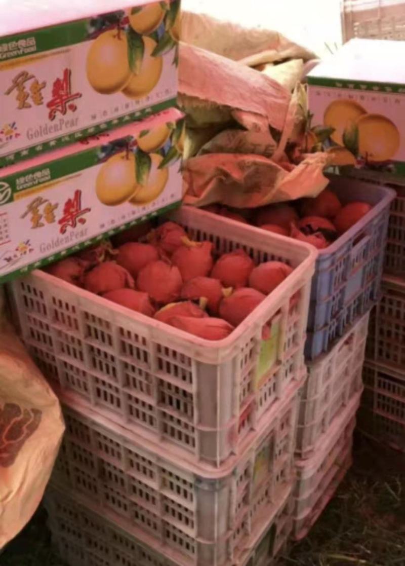 黄金梨新鲜上市，果农直销，欢迎来购