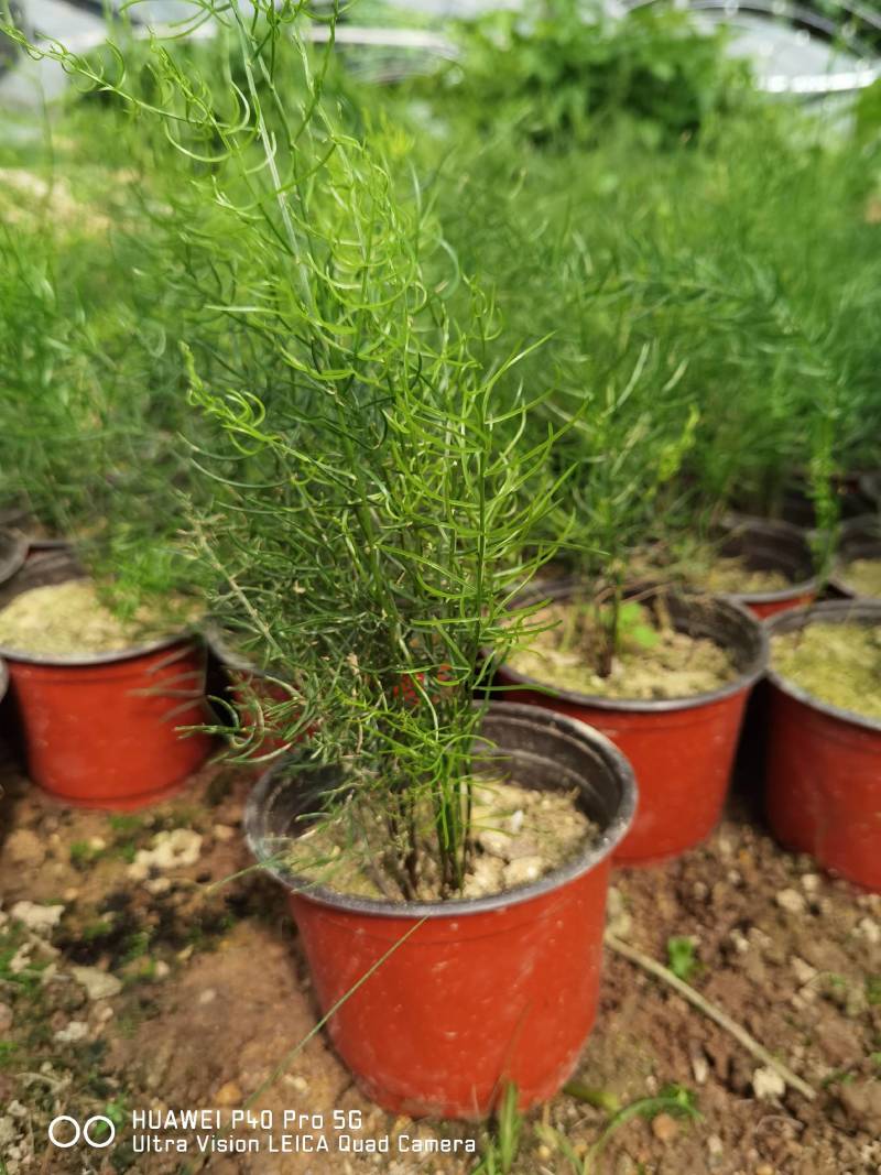 天门冬盆栽花卉