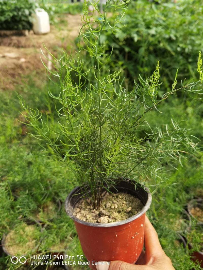 天门冬盆栽花卉