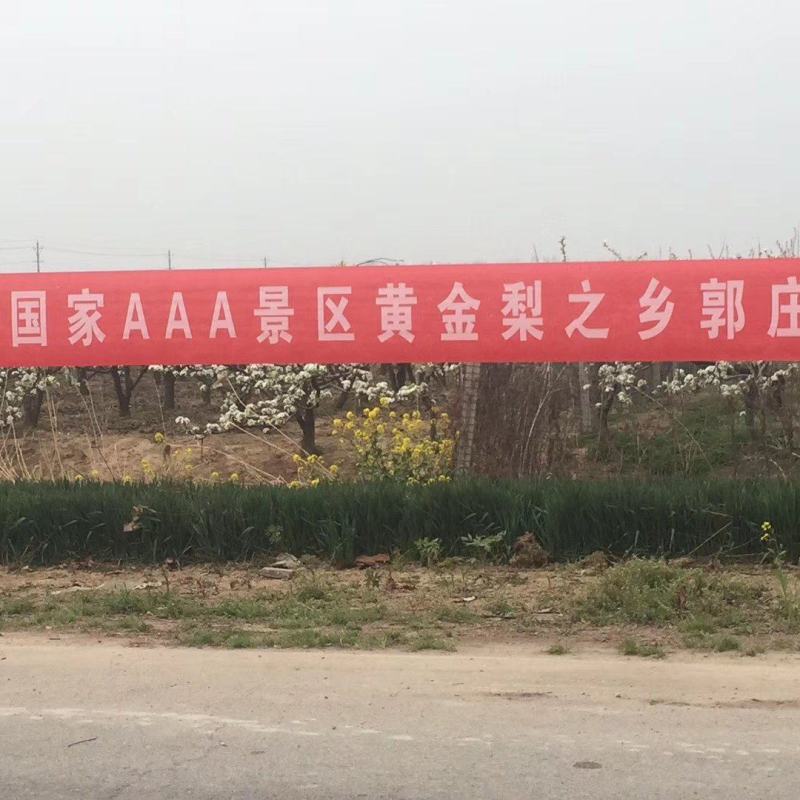 黄金梨新鲜上市，果农直销，欢迎来购