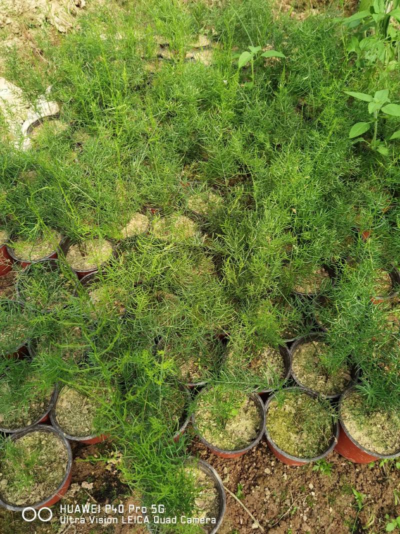 天门冬盆栽花卉