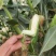 河南糯玉米，白糯玉米，香糯适口，无中间商，个大皮绿