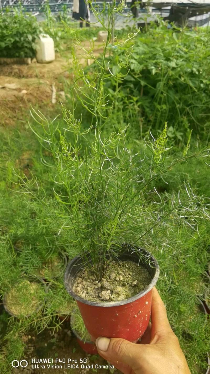天门冬盆栽花卉