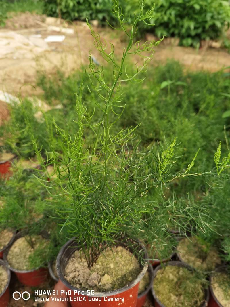 天门冬盆栽花卉