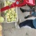 新鲜黄桃，83，黄金冠大量供应