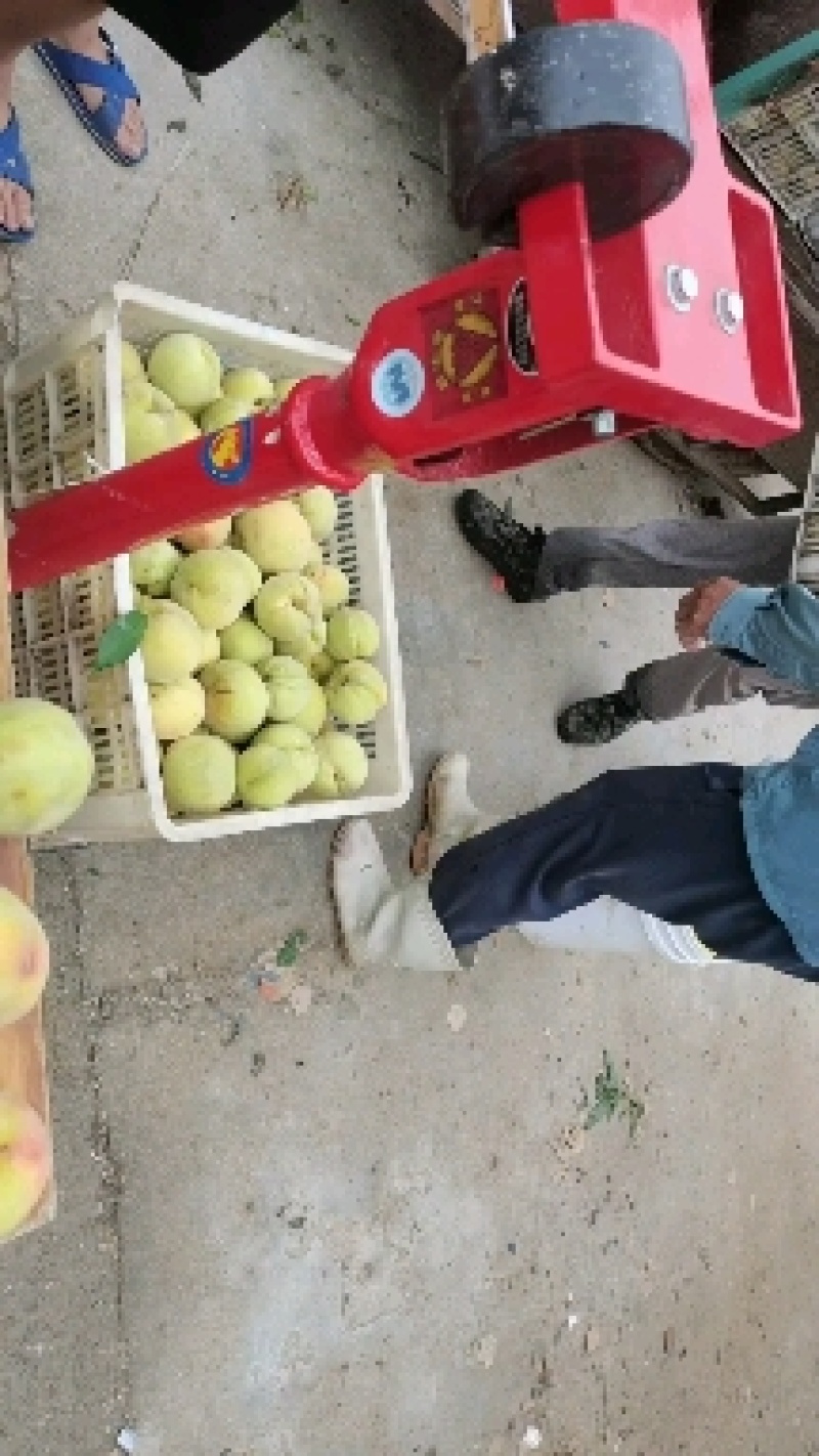 新鲜黄桃，83，黄金冠大量供应