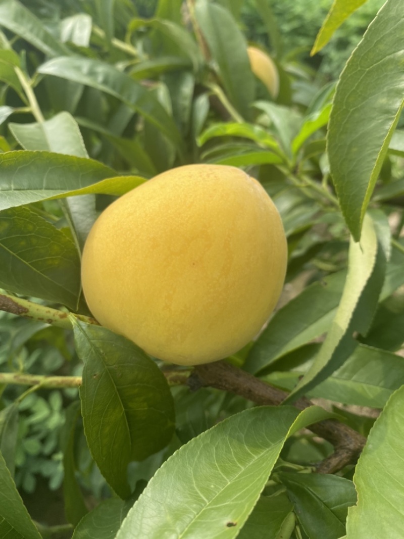 山东菏泽曹县黄桃基地，个大，欢迎广大朋友前来采购！