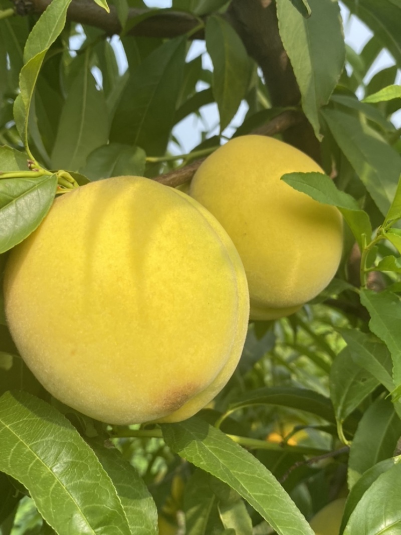 山东菏泽曹县黄桃基地，个大，欢迎广大朋友前来采购！