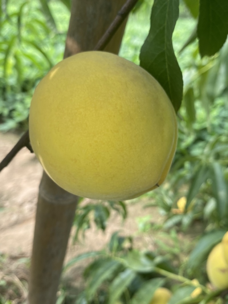 山东菏泽曹县黄桃基地，个大，欢迎广大朋友前来采购！