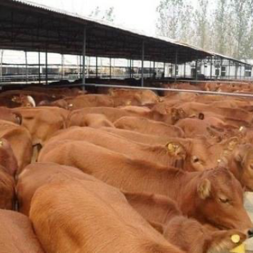 改良肉牛犊南北方都可以养买十头宋一头
