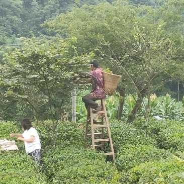 有机富硒青钱柳茶