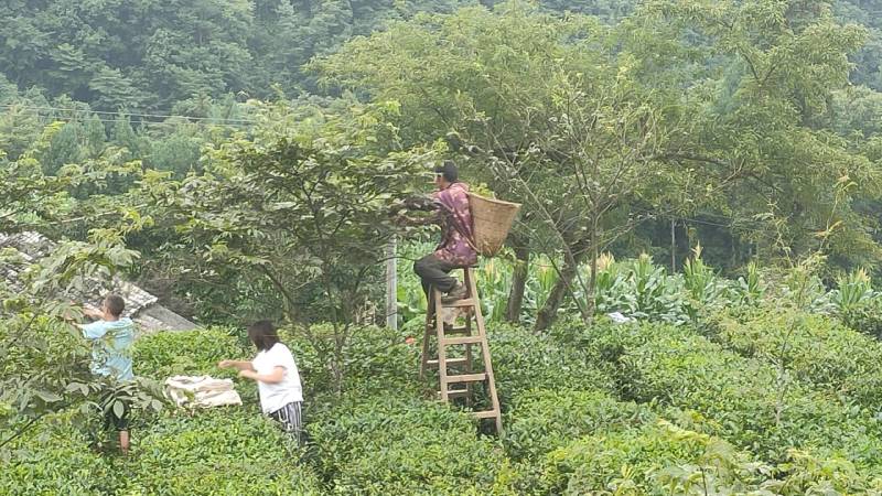 有机富硒青钱柳茶