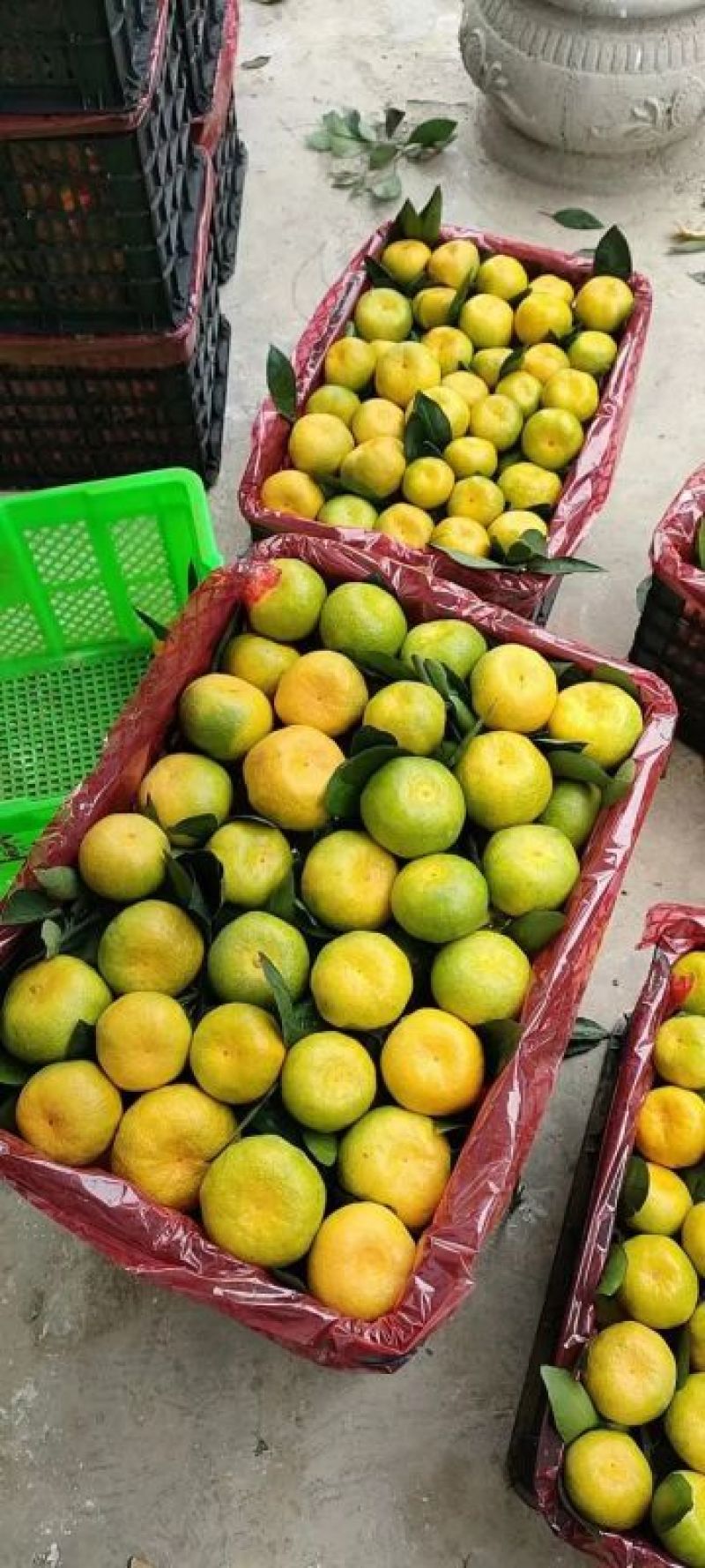 云南蜜橘特早蜜橘小叶果光果常年对接电商商超市场零担