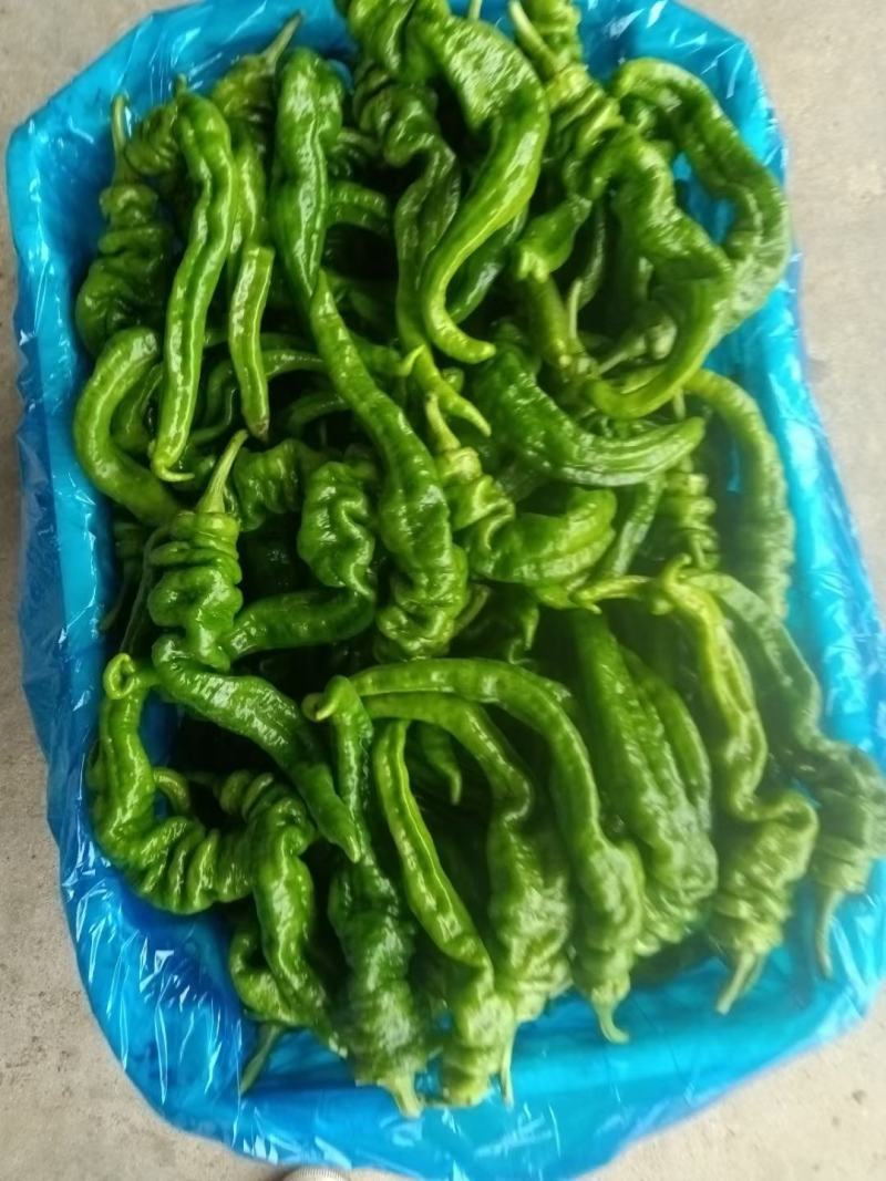 鲜辣椒，各种辣椒大量上市，需要联系本人