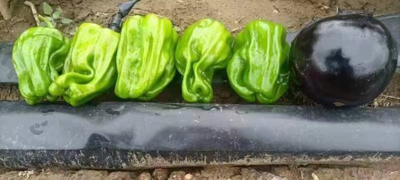鲜辣椒，各种辣椒大量上市，需要联系本人