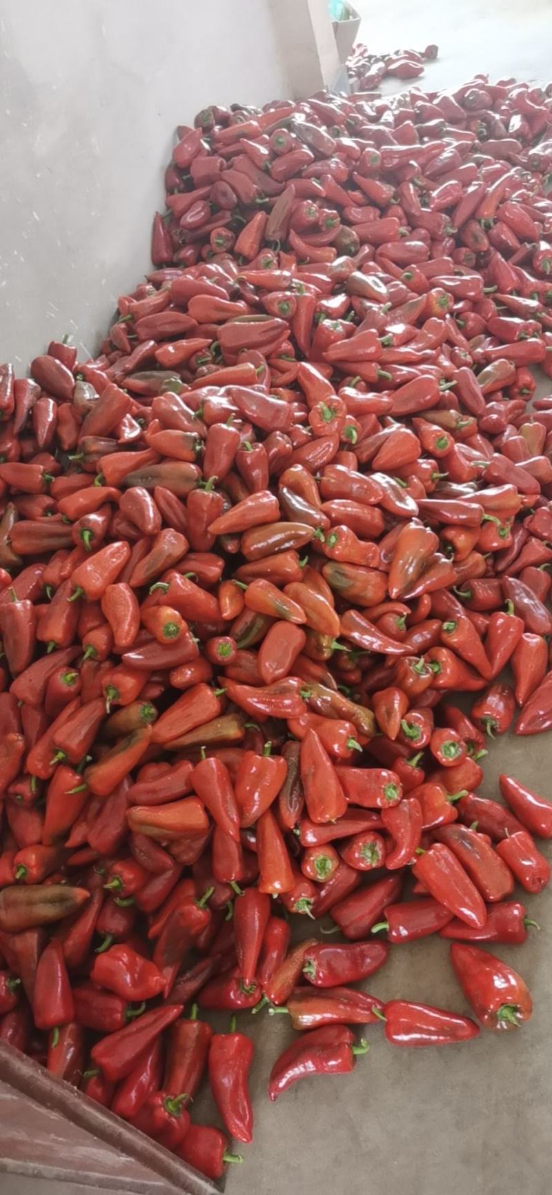 鲜辣椒，各种辣椒大量上市，需要联系本人