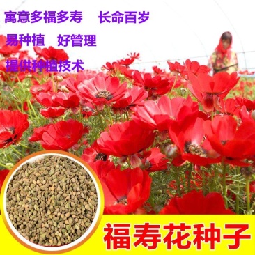 福寿花四季易种易活花种子室内春播种盆栽秋冬季花籽花卉花草