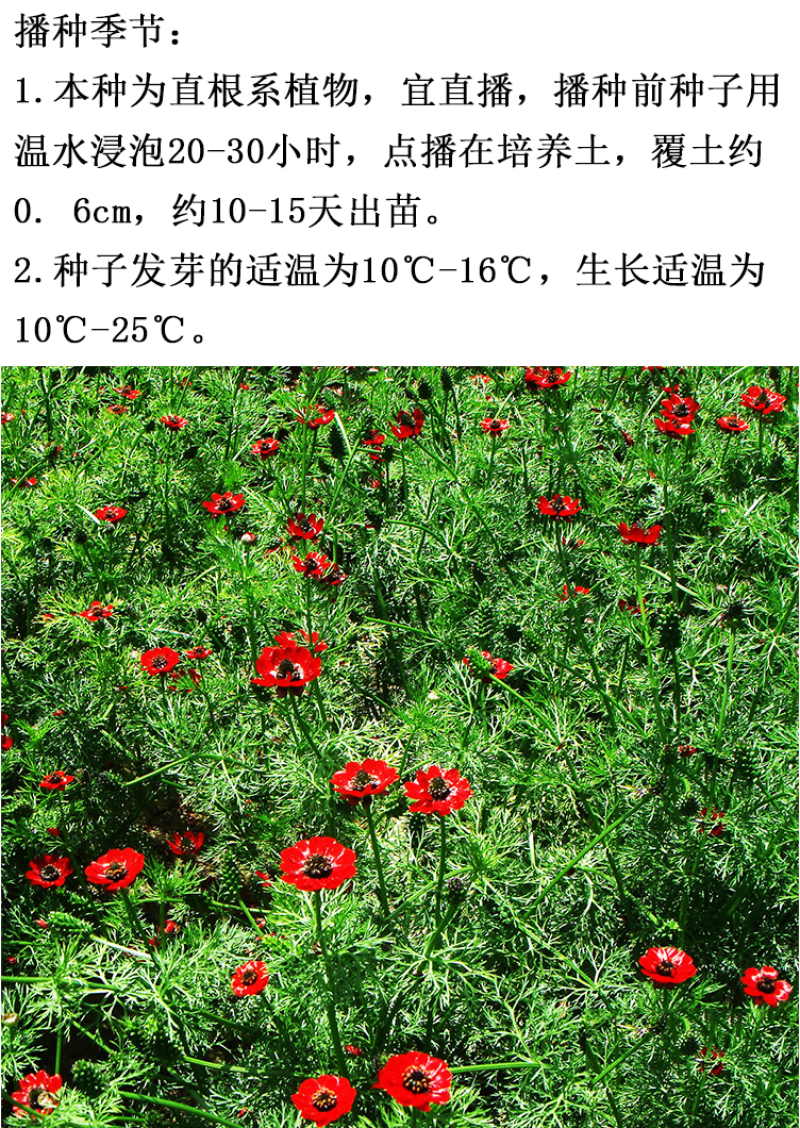 福寿花四季易种易活花种子室内春播种盆栽秋冬季花籽花卉花草