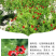 福寿花四季易种易活花种子室内春播种盆栽秋冬季花籽花卉花草
