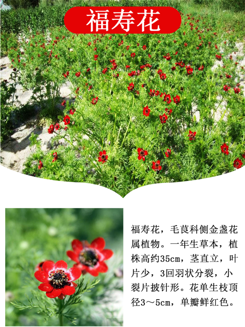 福寿花四季易种易活花种子室内春播种盆栽秋冬季花籽花卉花草